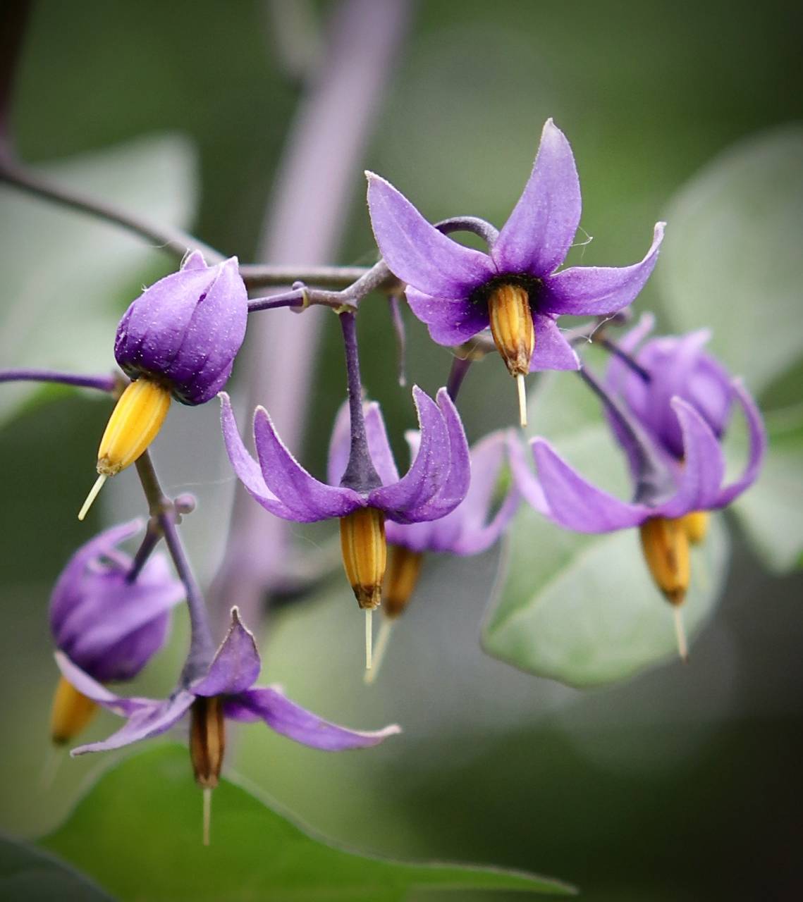 Photo of Bittersweet Nightshade