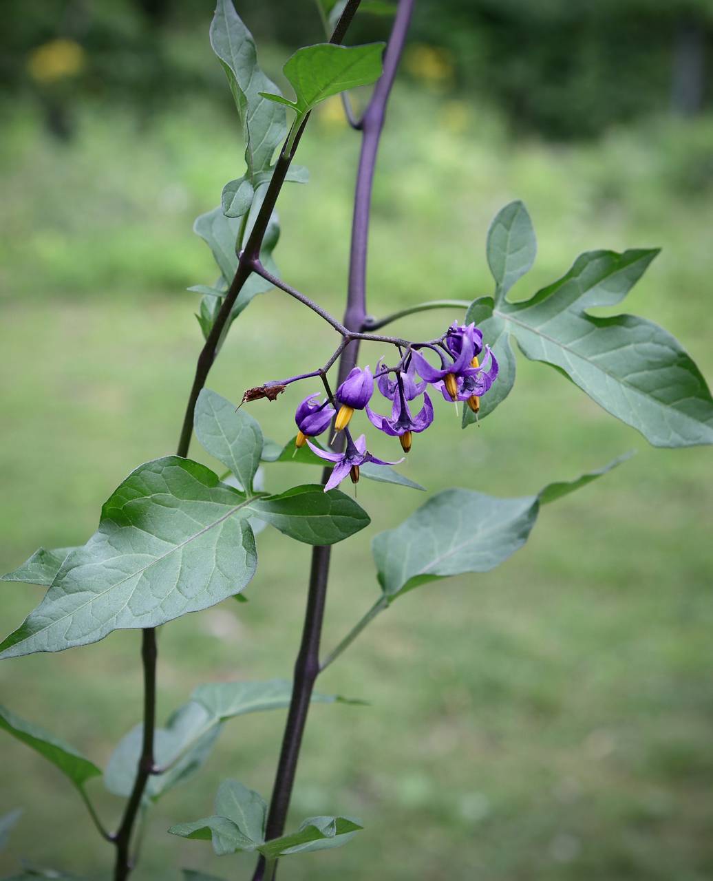 Photo of Bittersweet Nightshade