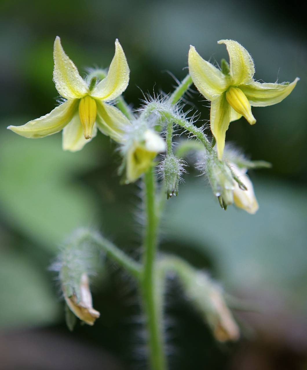 Photo of Garden Tomato