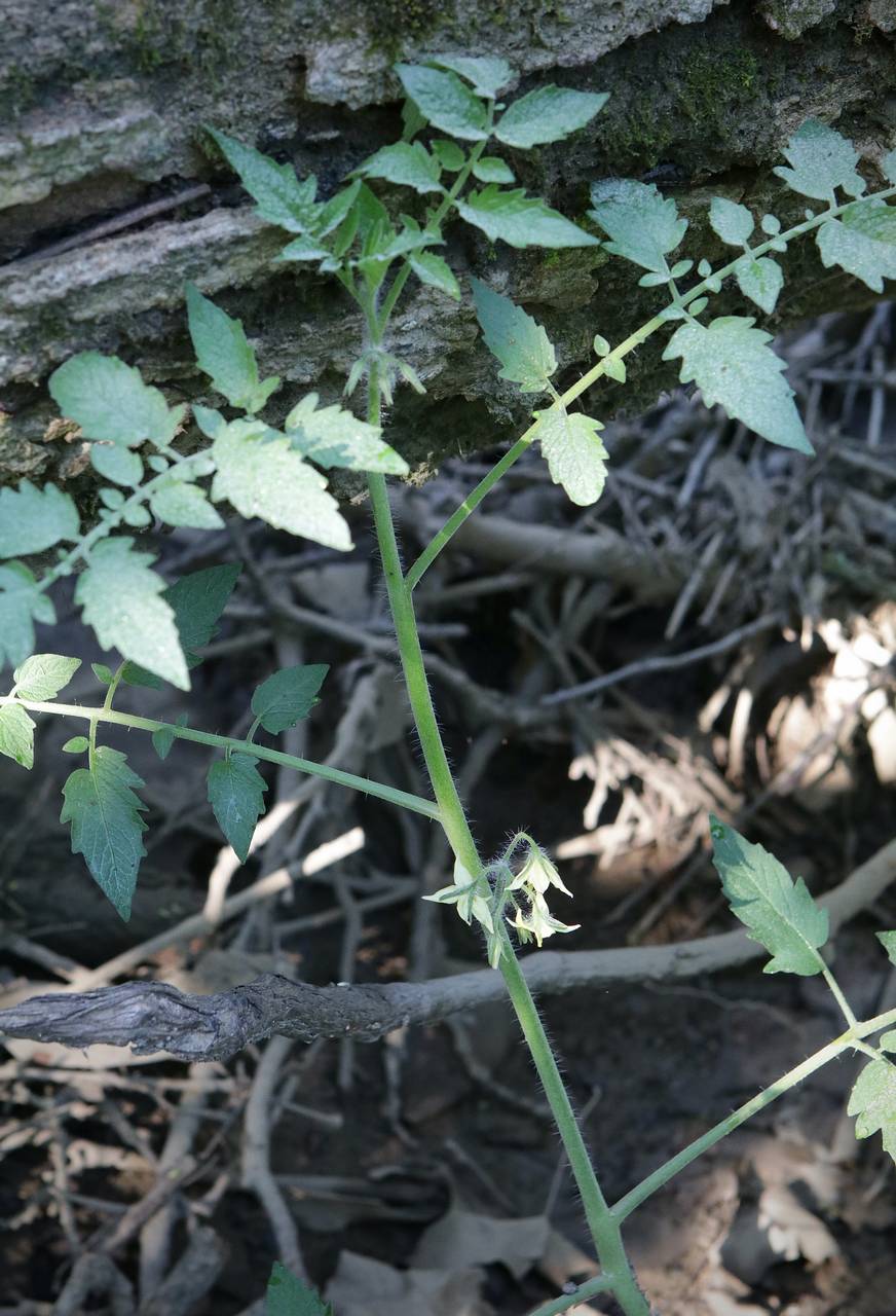 Photo of Garden Tomato