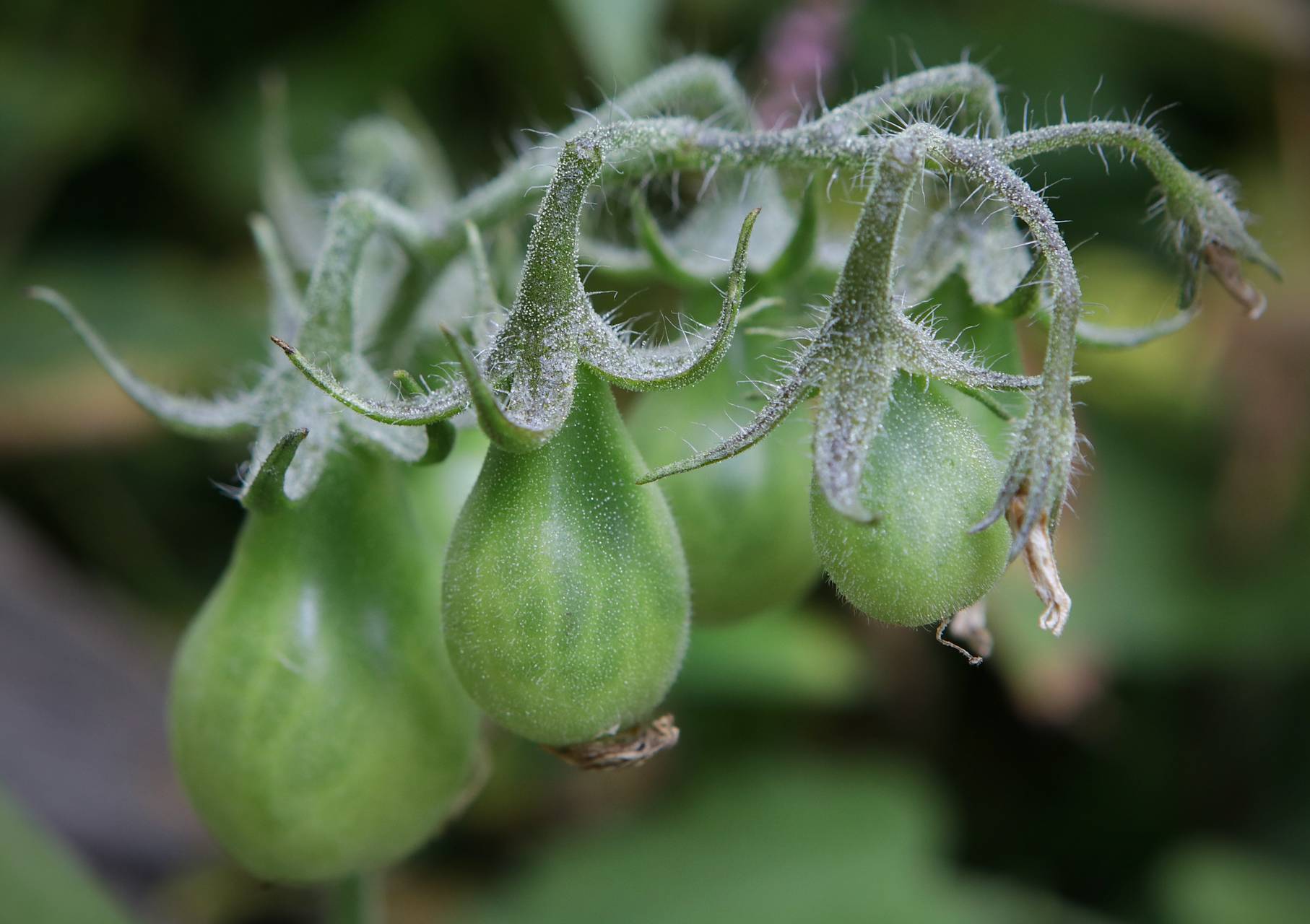 Photo of Garden Tomato