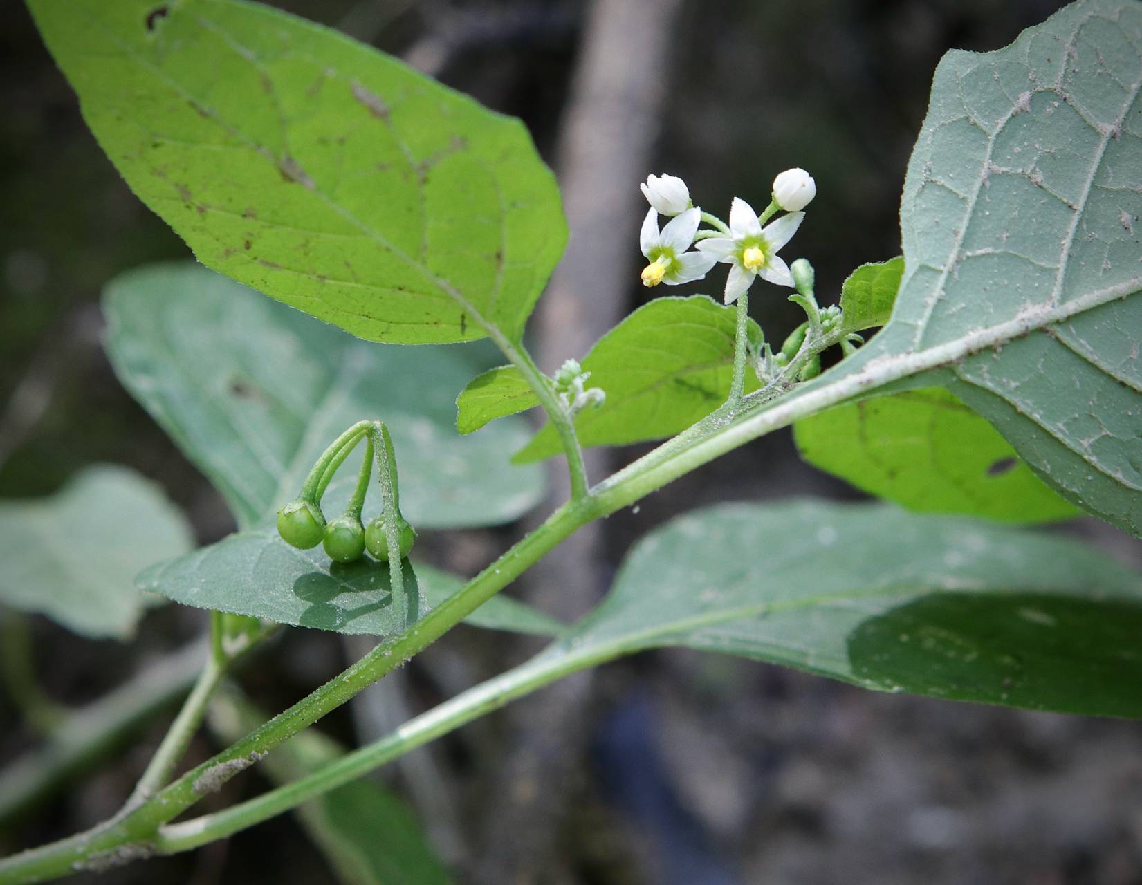 Photo of Black Nightshade