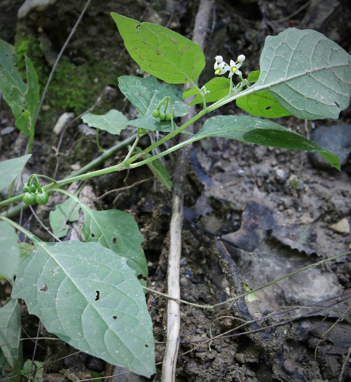 Photo of Black Nightshade