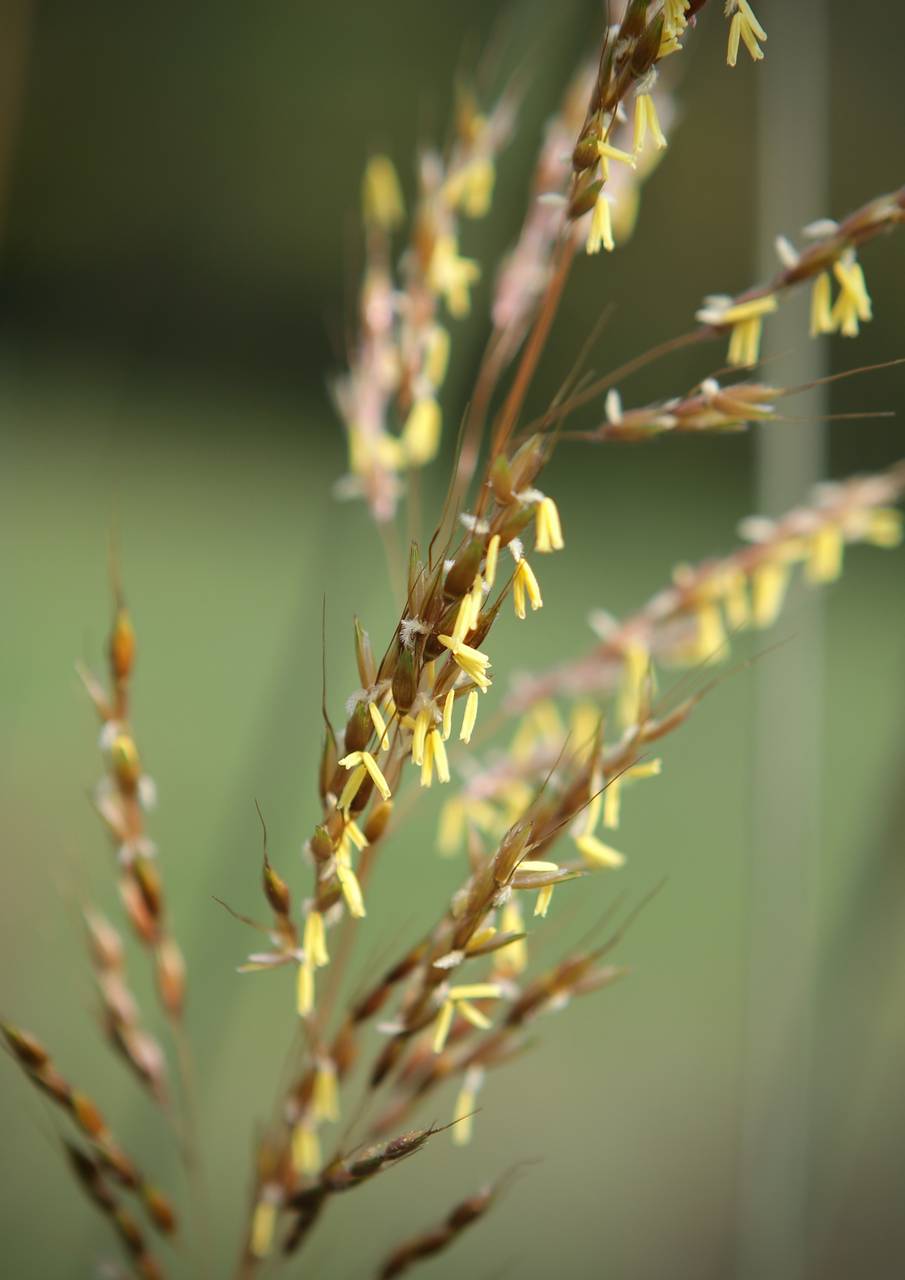 Photo of Indiangrass