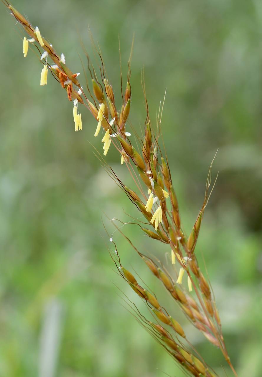 Photo of Indiangrass