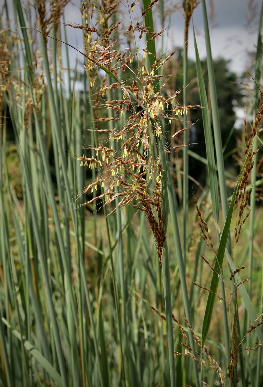 Photo of Indiangrass