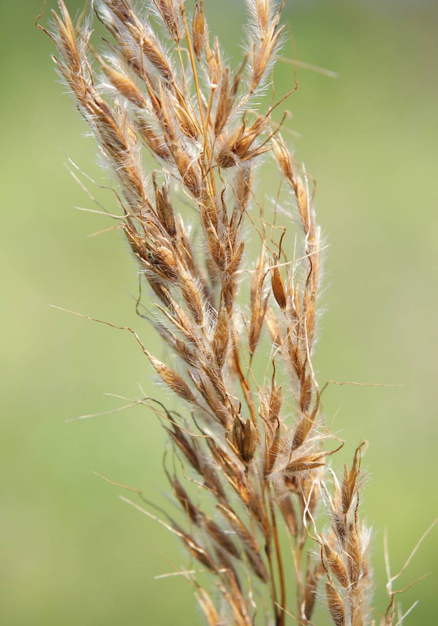Photo of Indiangrass