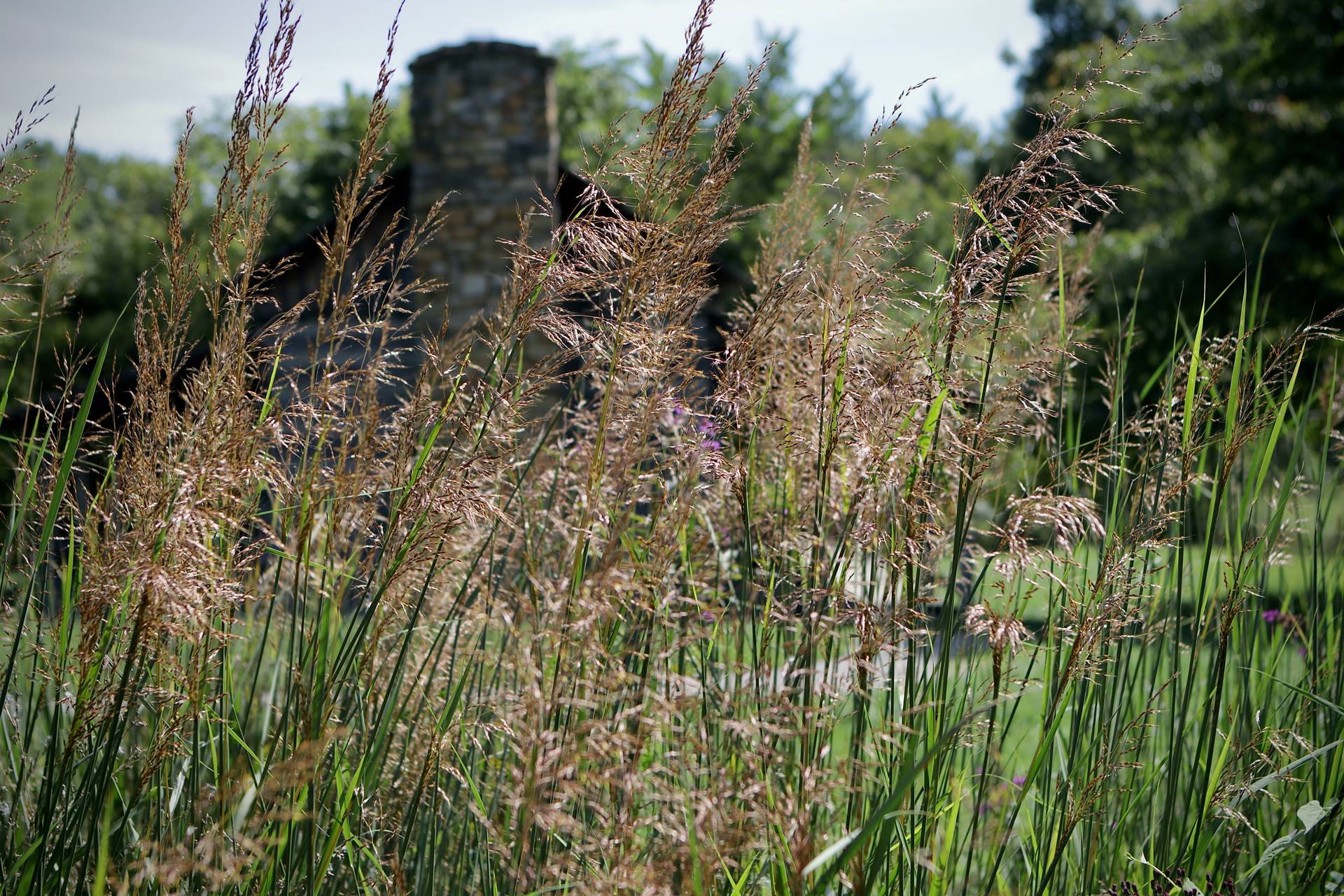 Photo of Indiangrass