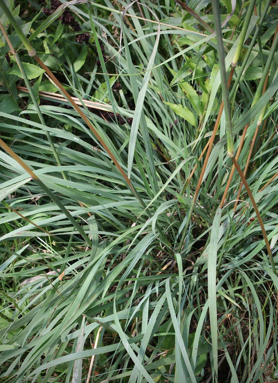 Photo of Indiangrass