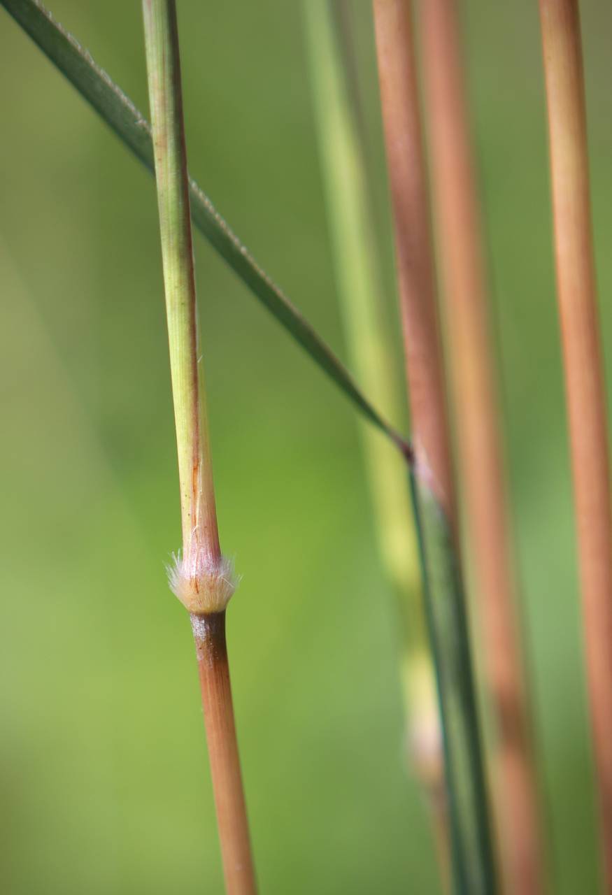 Photo of Indiangrass