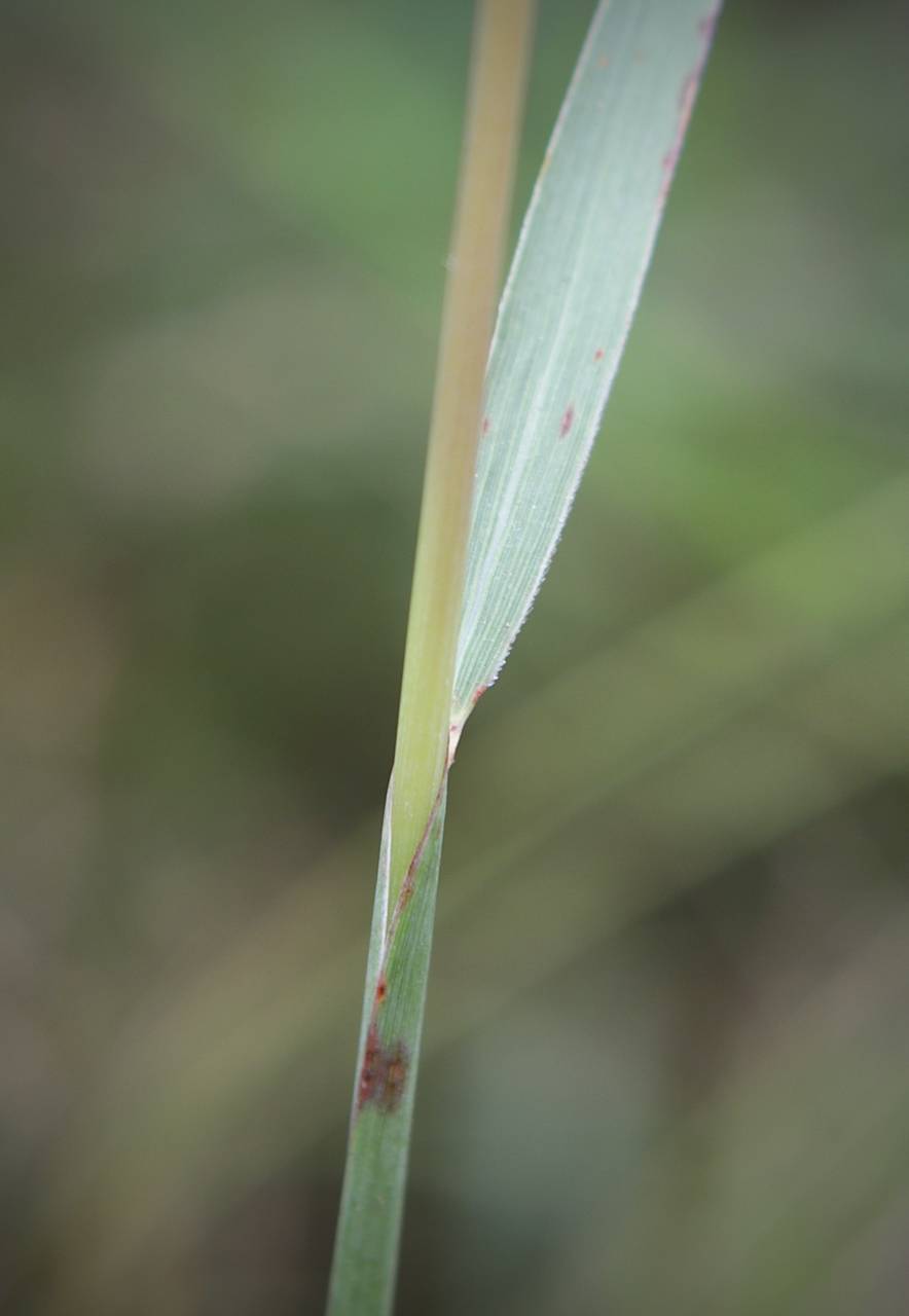 Photo of Indiangrass