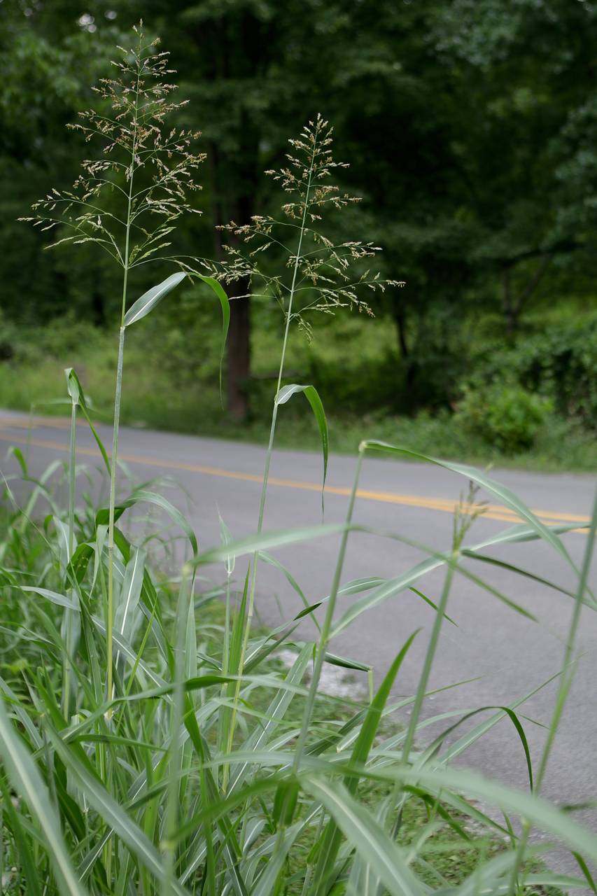 Photo of Johnsongrass