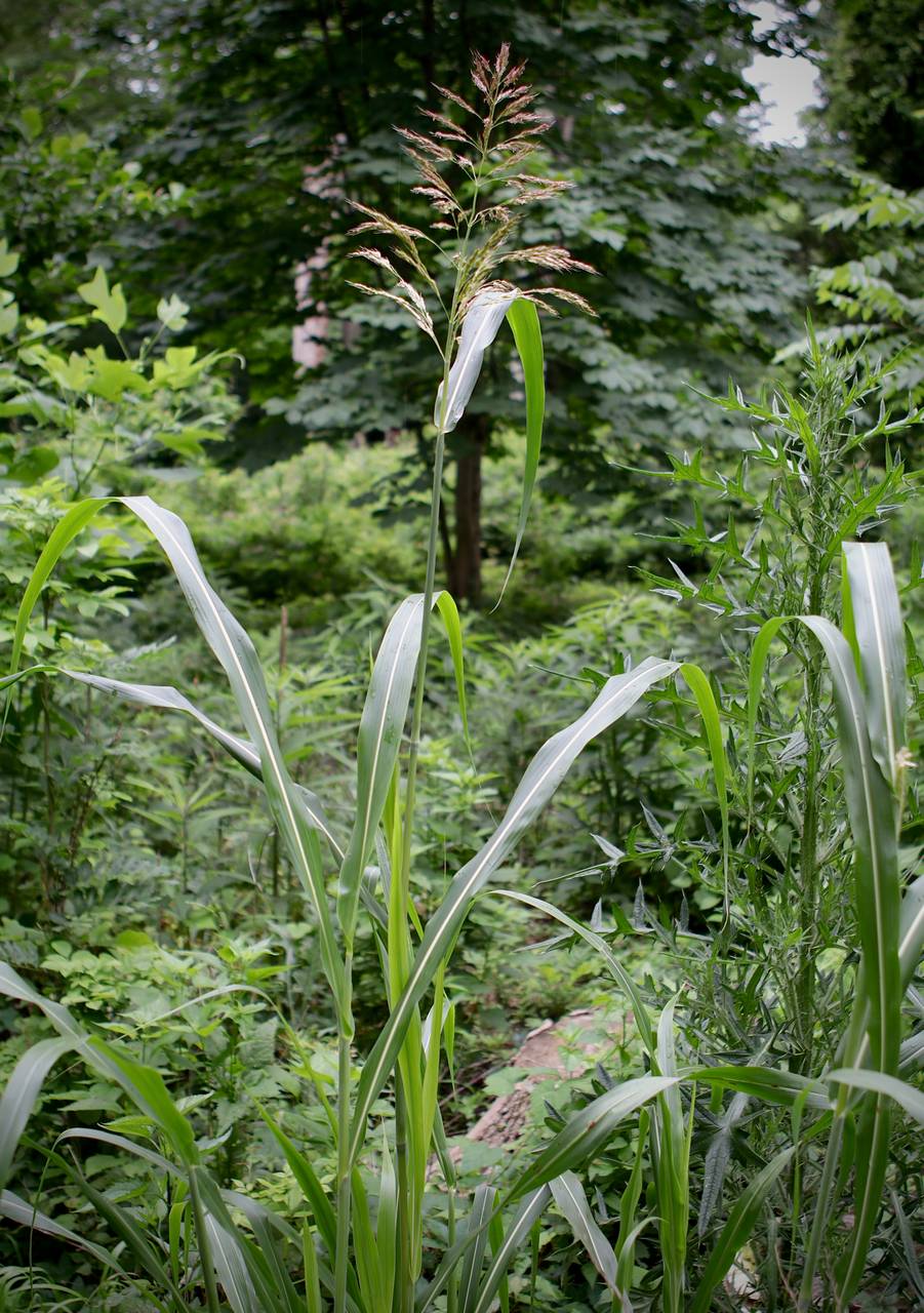 Photo of Johnsongrass