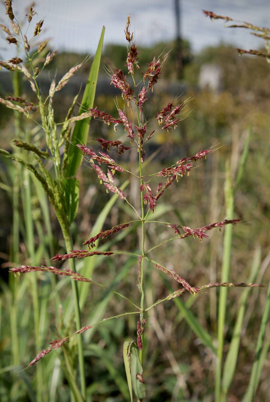 Photo of Johnsongrass