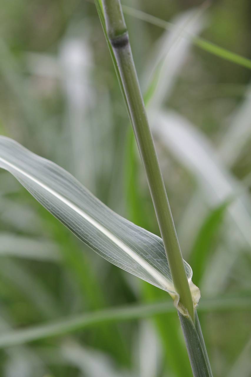 Photo of Johnsongrass