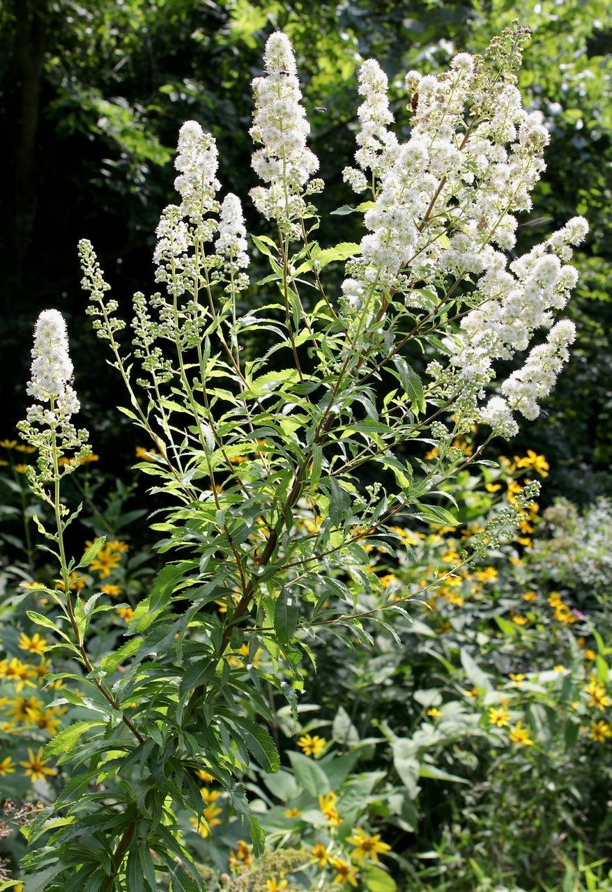 Photo of White Meadowsweet