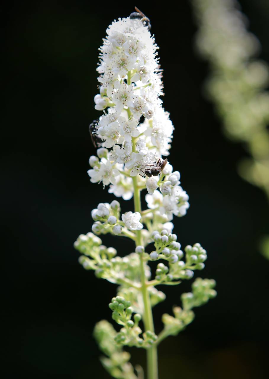 Photo of White Meadowsweet