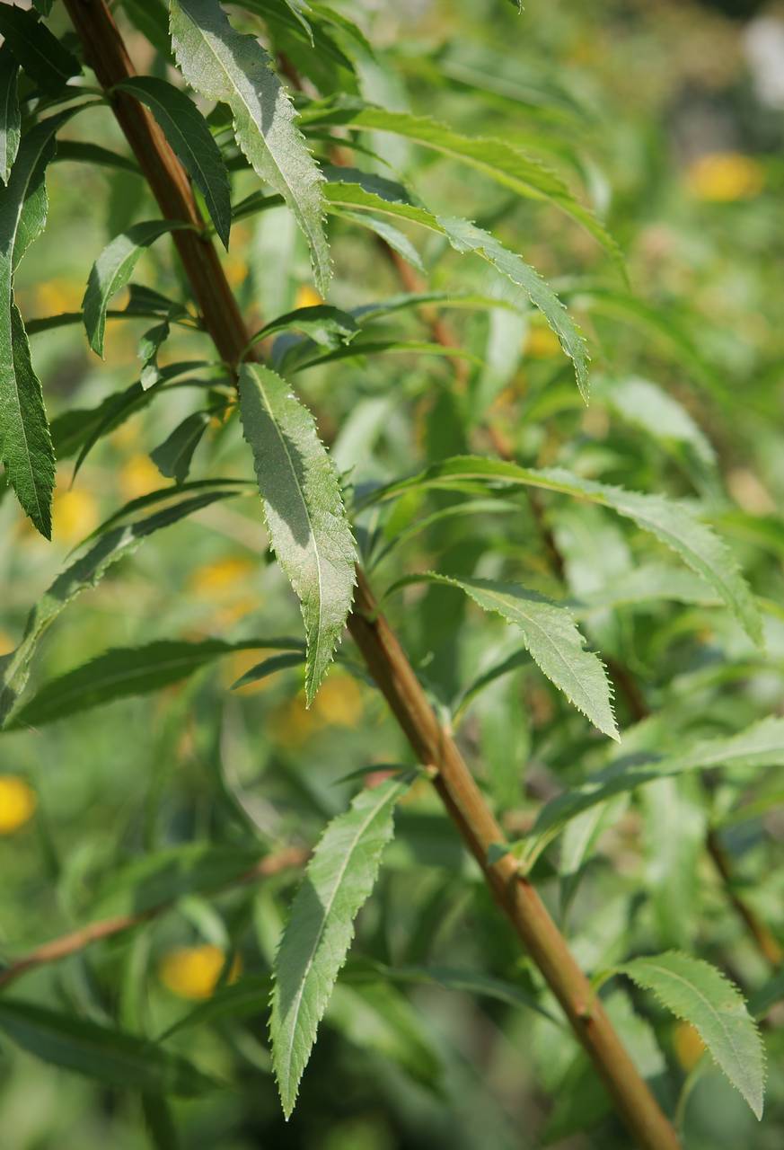 Photo of White Meadowsweet
