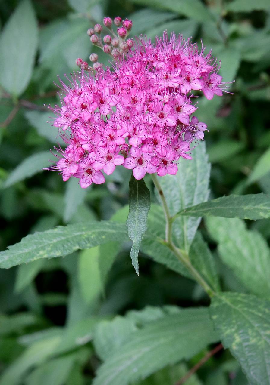 Photo of Japanese Spiraea