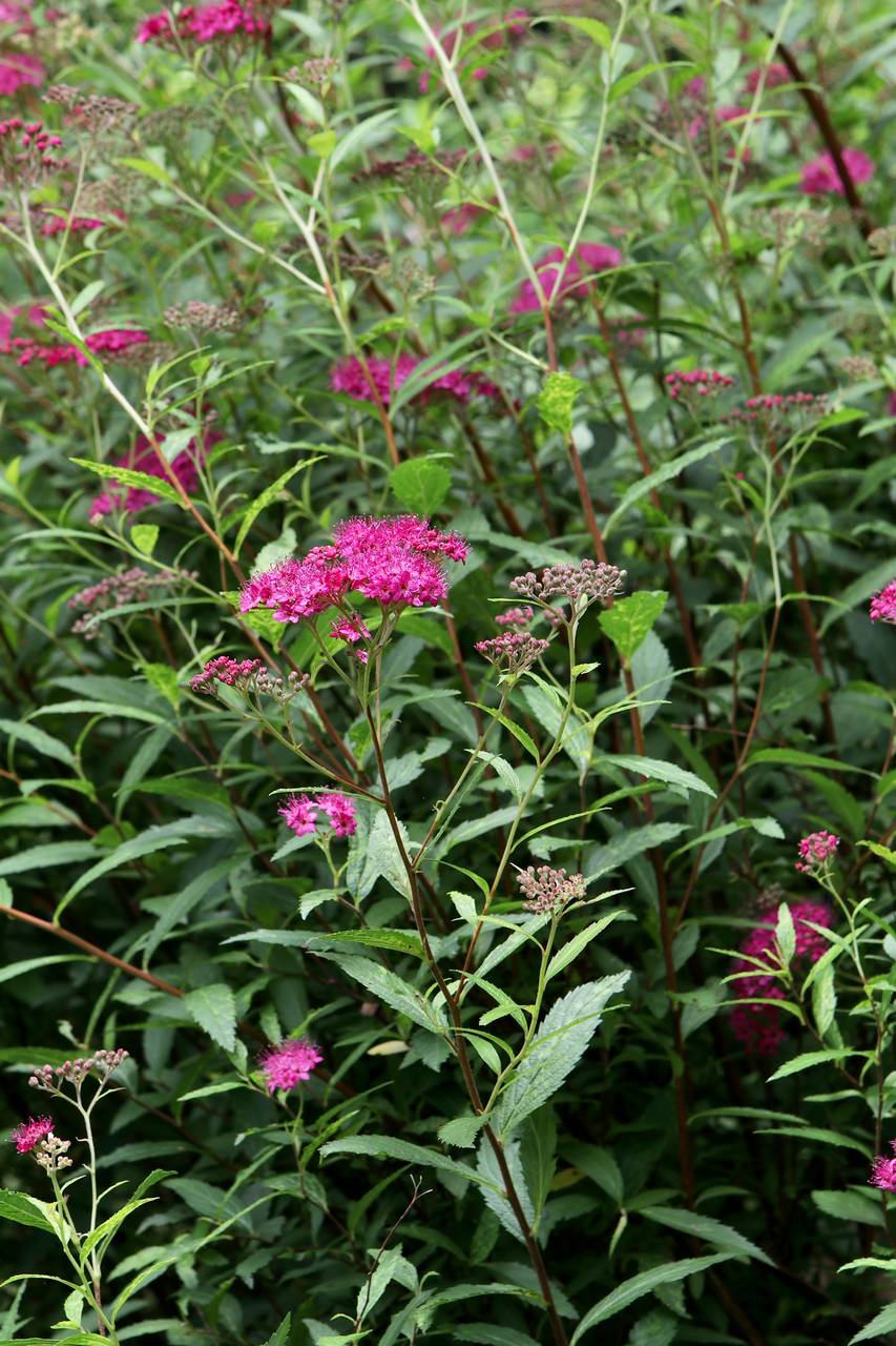 Photo of Japanese Spiraea