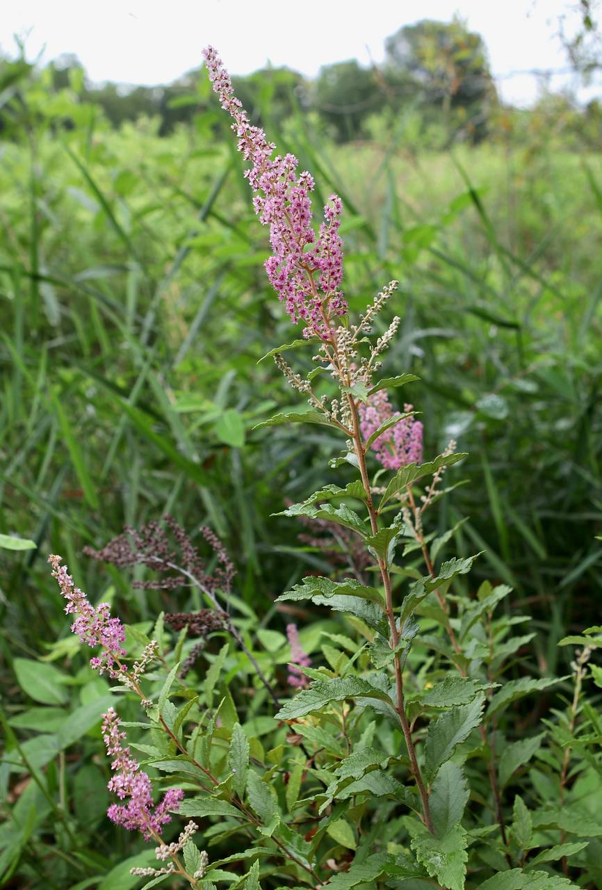Photo of Steeplebush