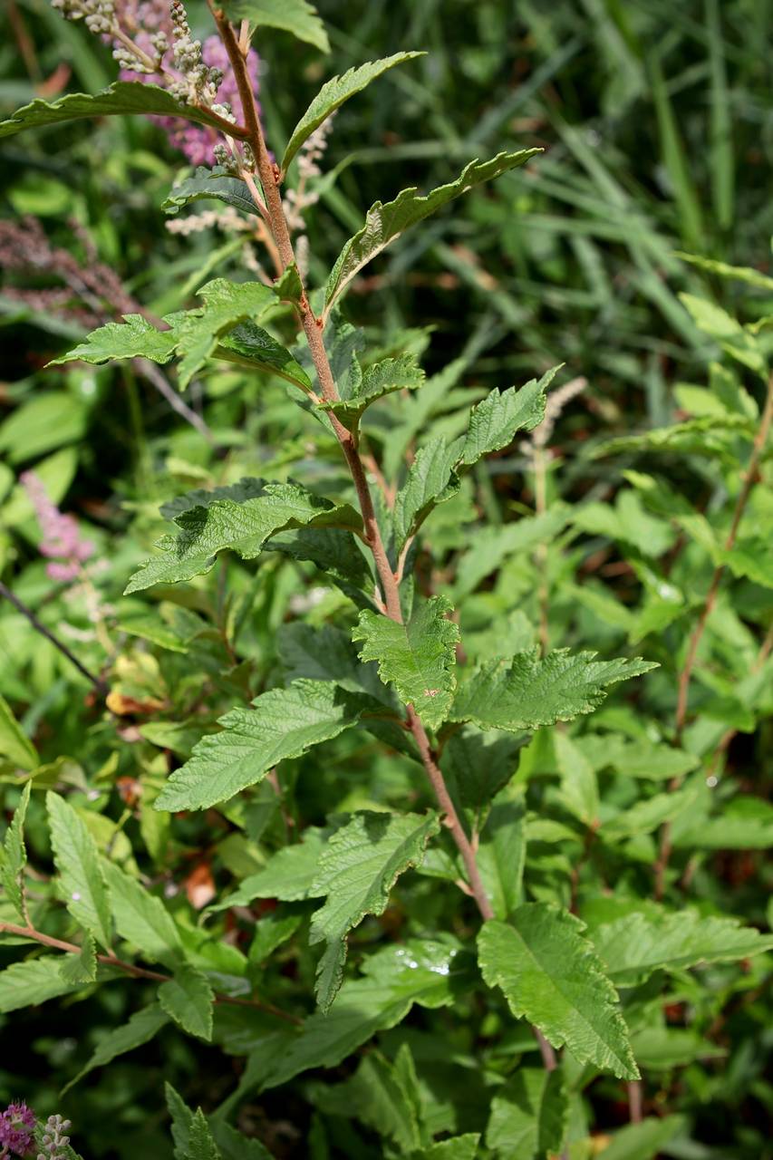 Photo of Steeplebush