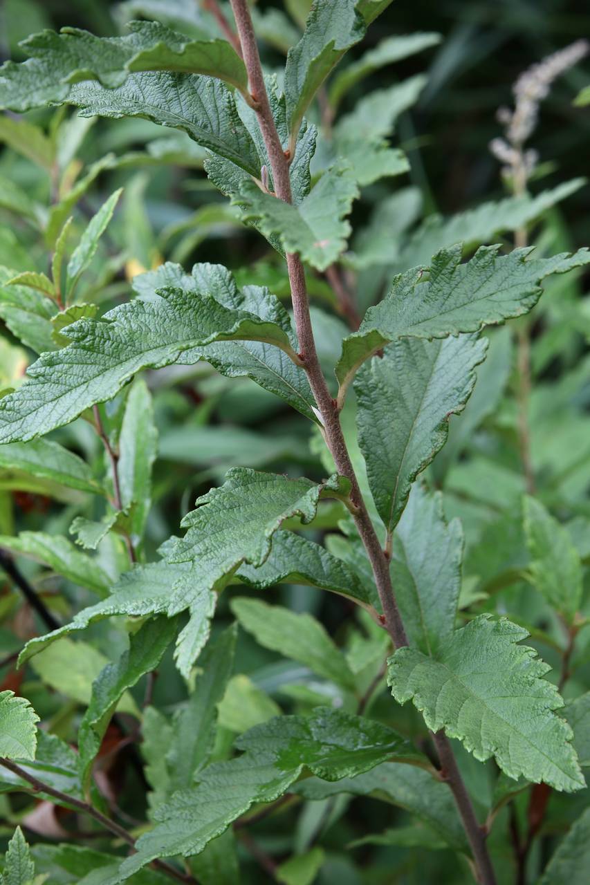 Photo of Steeplebush