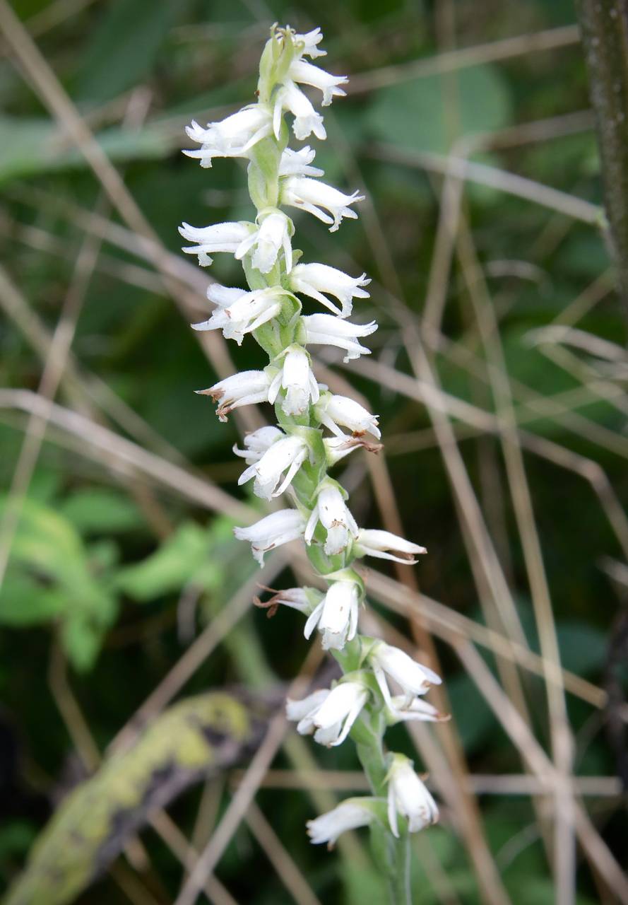 Photo of Nodding Ladies' Tresses