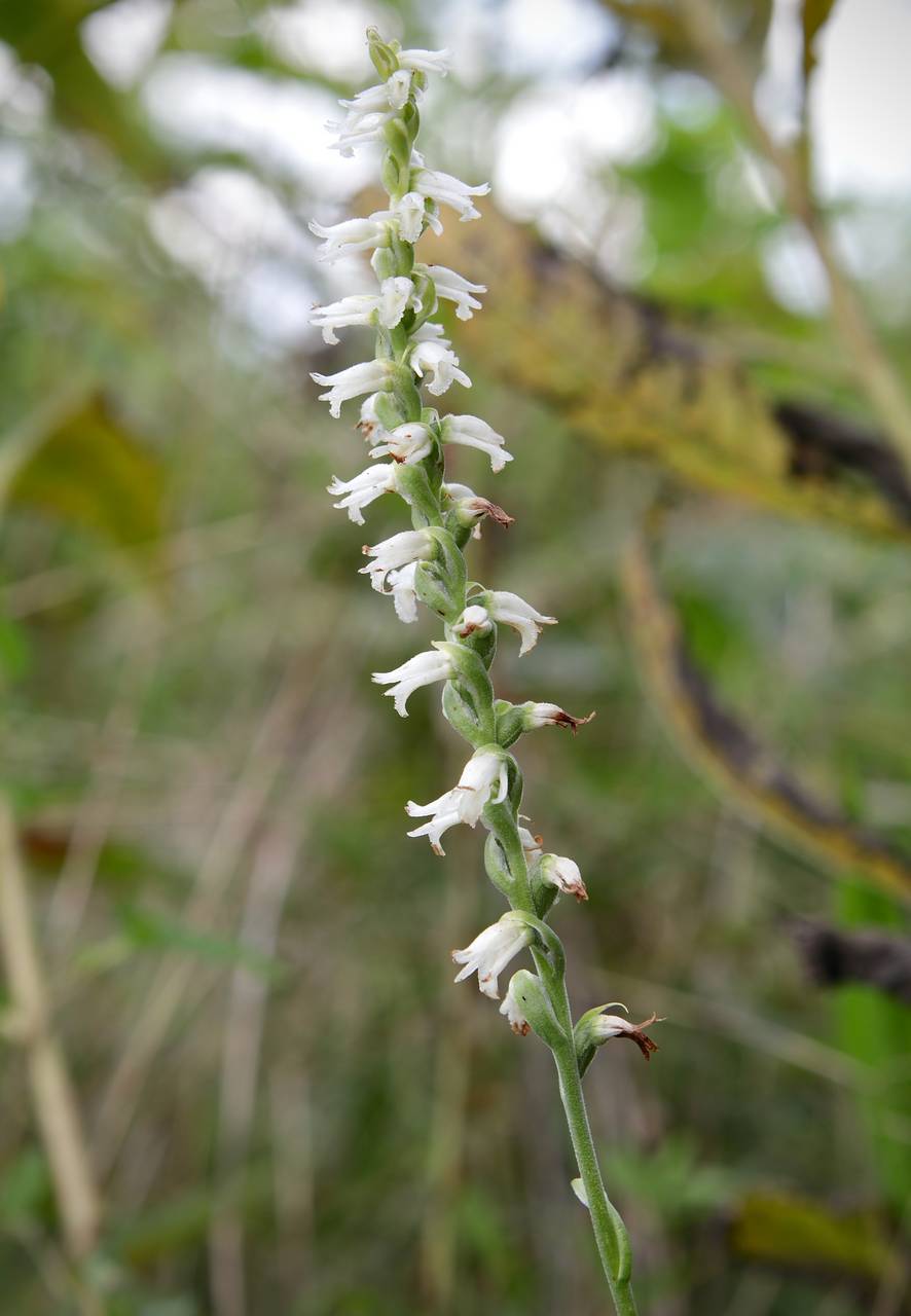 Photo of Nodding Ladies' Tresses