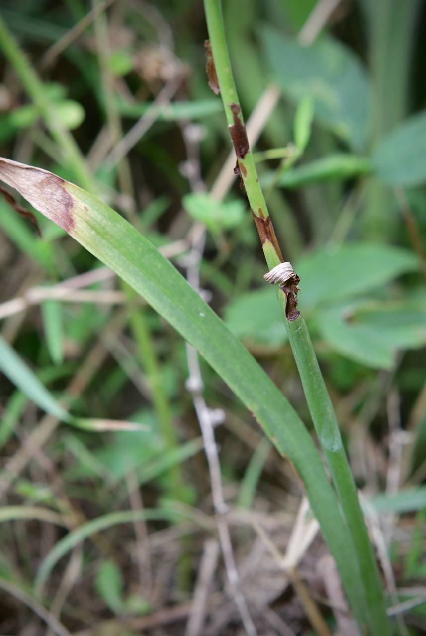 Photo of Nodding Ladies' Tresses