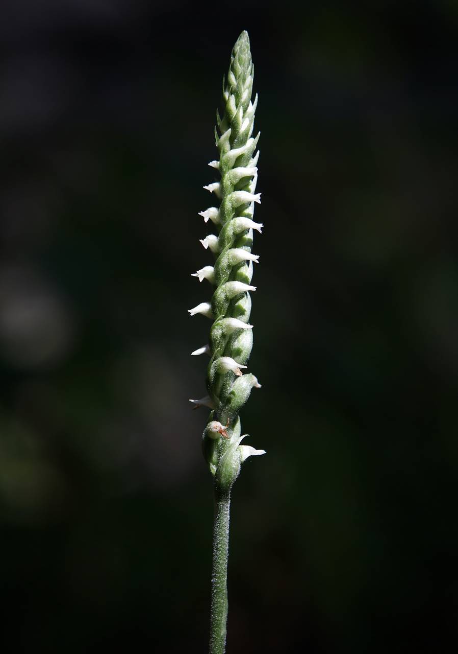 Photo of Lesser Ladies' Tresses