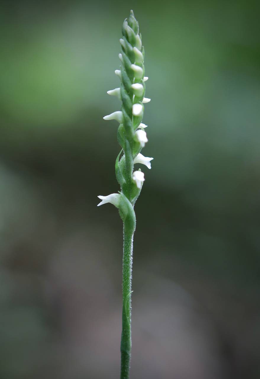 Photo of Lesser Ladies' Tresses