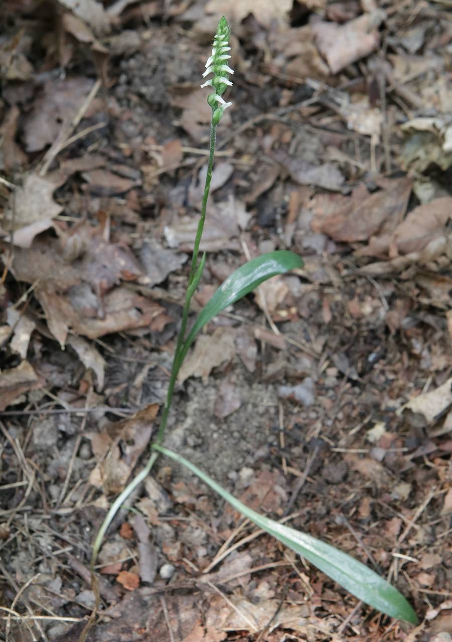 Photo of Lesser Ladies' Tresses