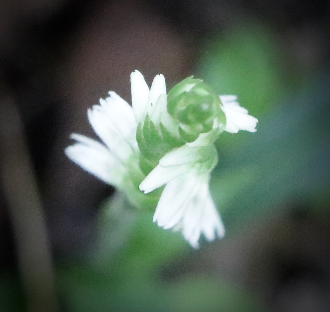 Photo of Lesser Ladies' Tresses