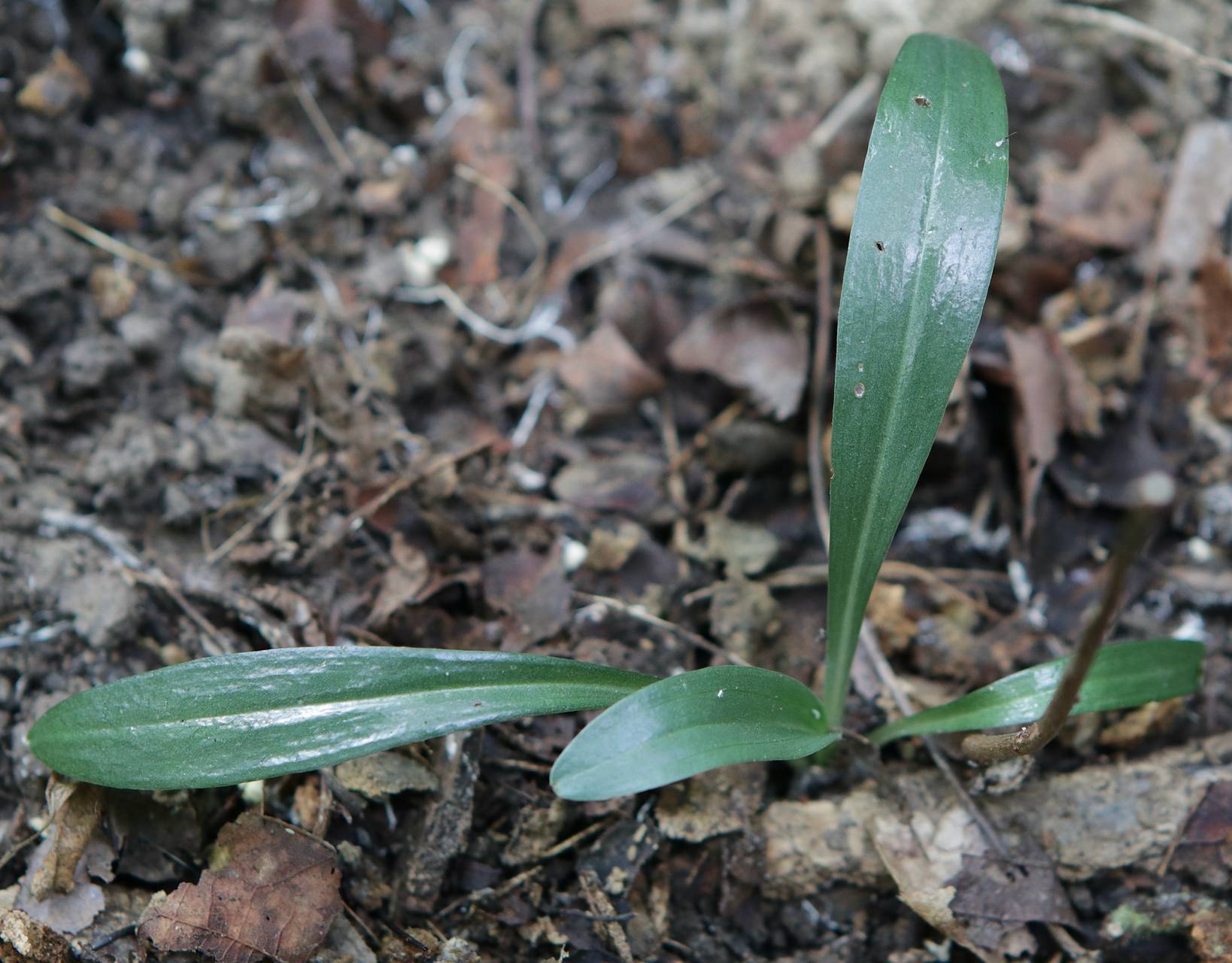 Photo of Lesser Ladies' Tresses