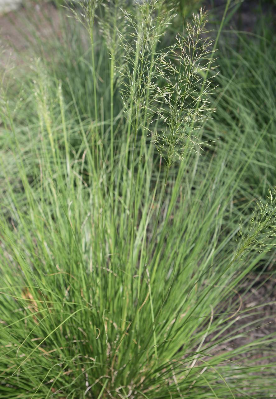 Photo of Prairie Dropseed
