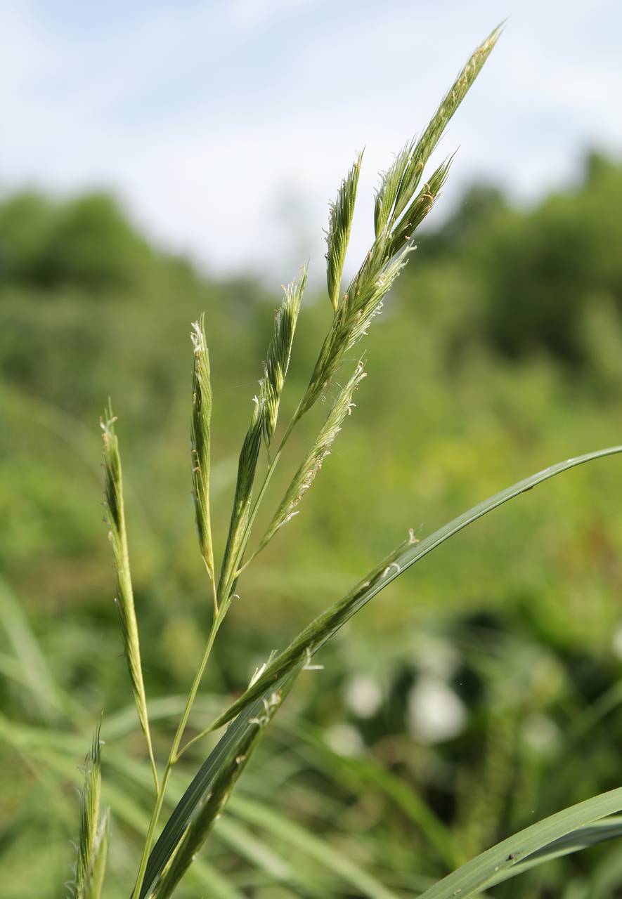 Photo of Prairie Cordgrass