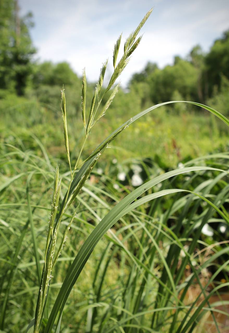 Photo of Prairie Cordgrass