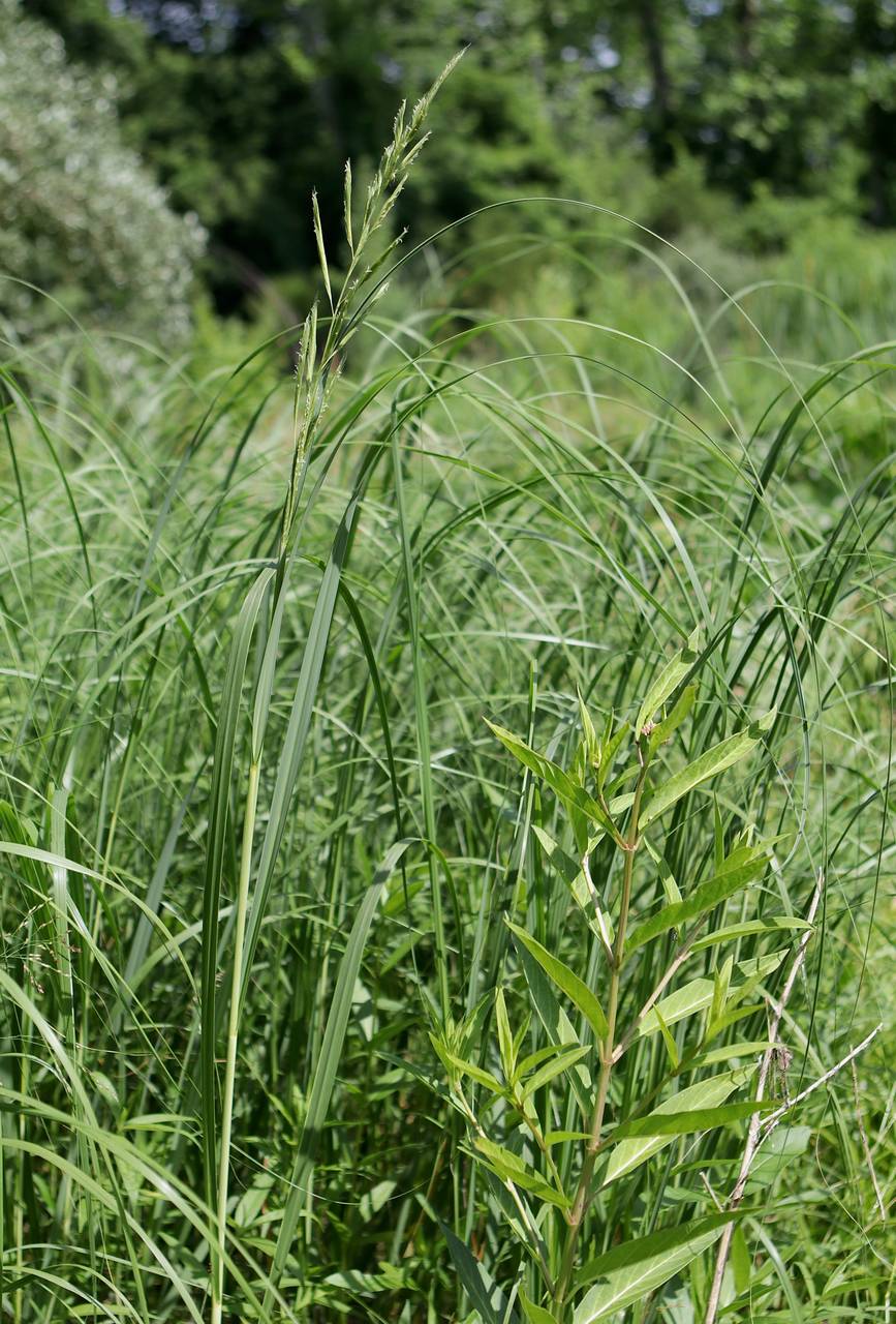 Photo of Prairie Cordgrass