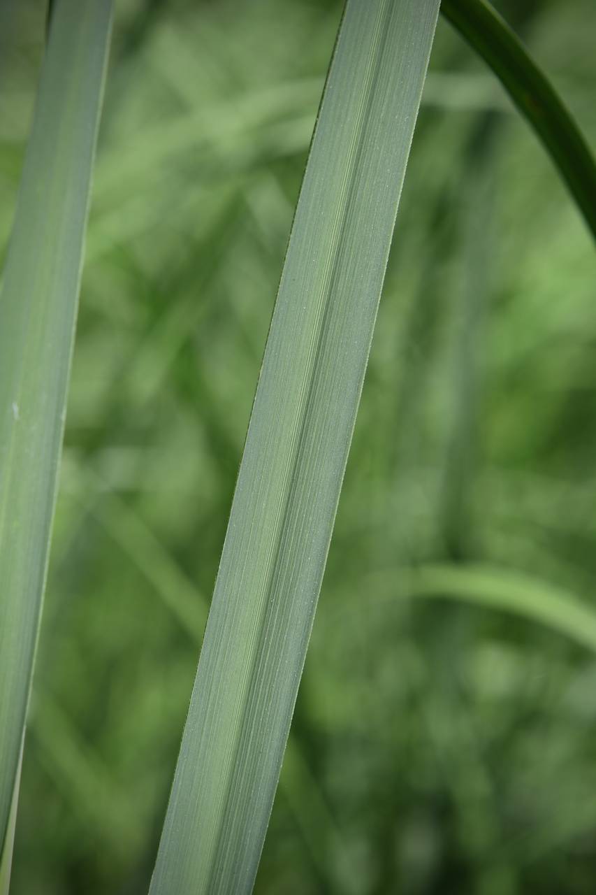 Photo of Prairie Cordgrass