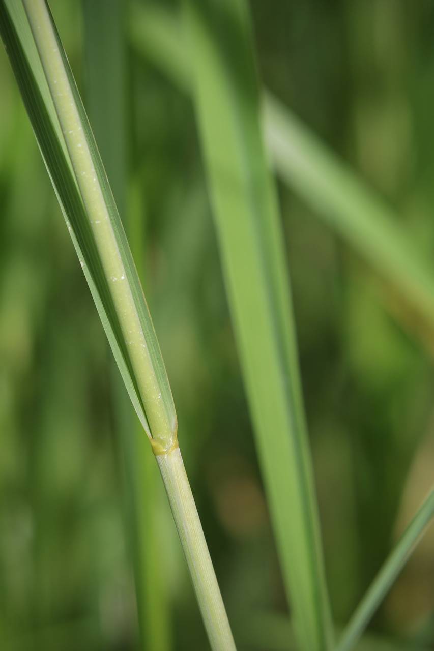 Photo of Prairie Cordgrass