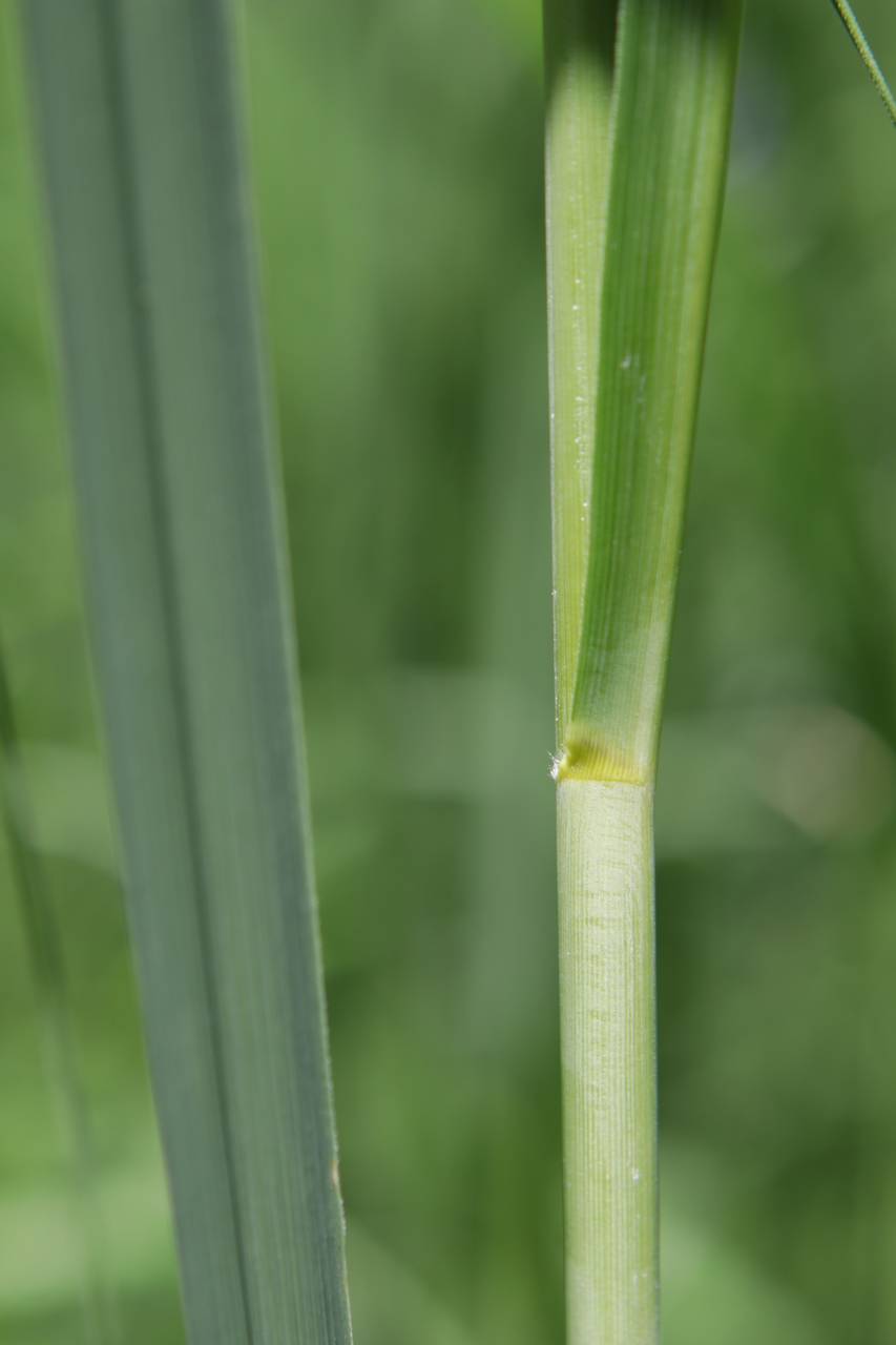 Photo of Prairie Cordgrass