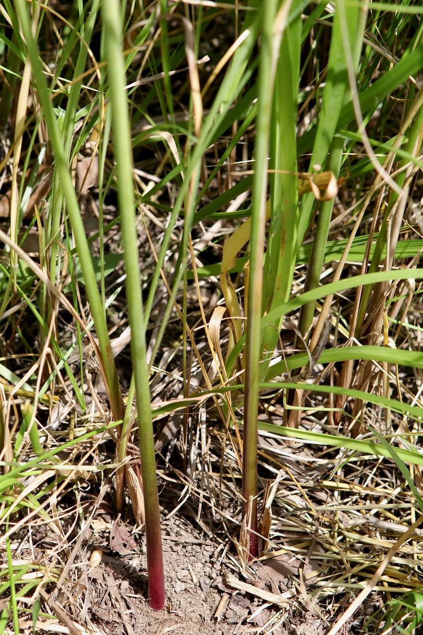 Photo of Prairie Cordgrass
