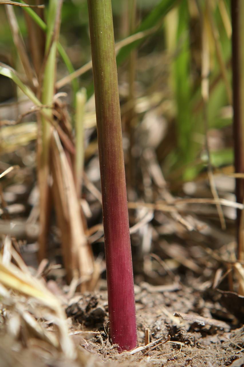 Photo of Prairie Cordgrass