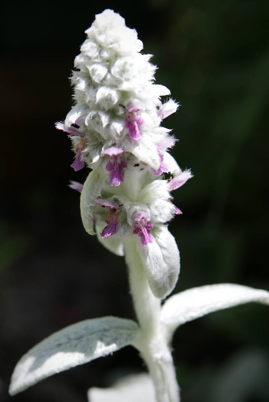 Photo of Lamb's Ear
