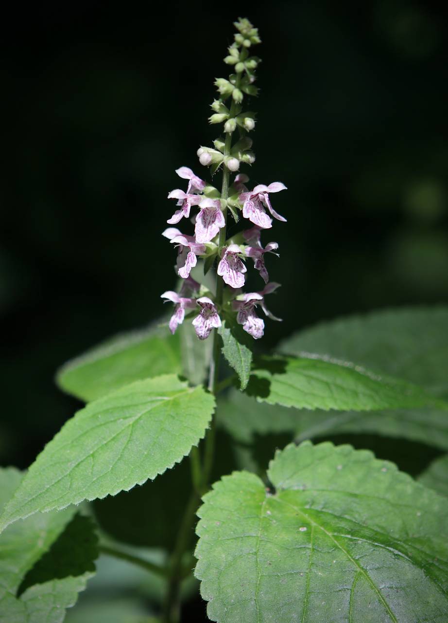 Photo of Heartleaf Hedgenettle