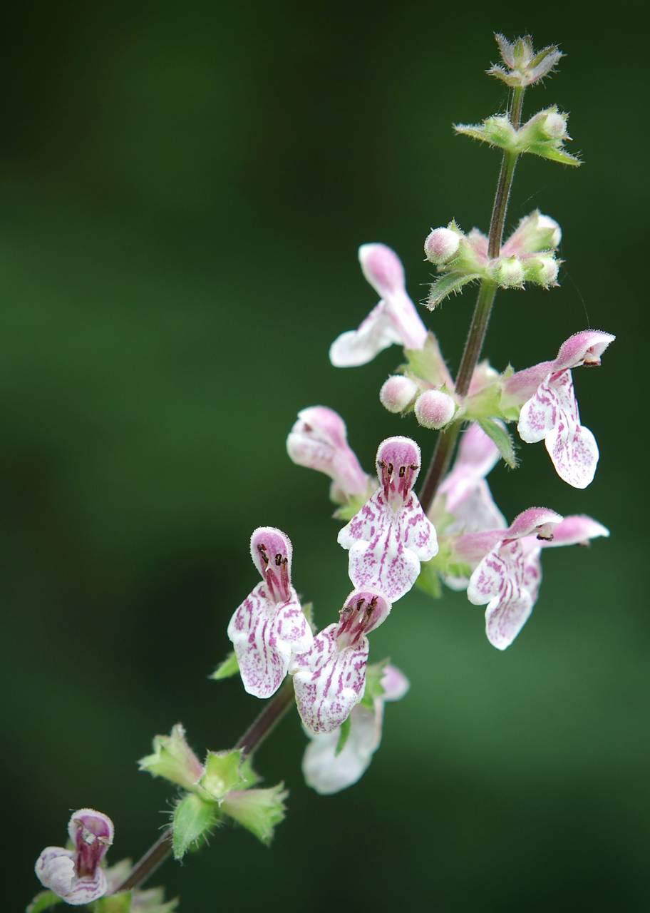Photo of Heartleaf Hedgenettle