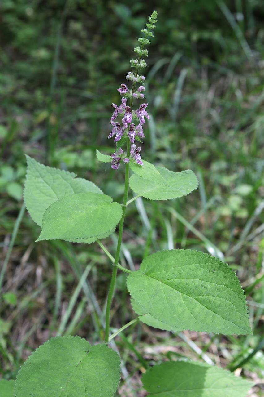 Photo of Heartleaf Hedgenettle