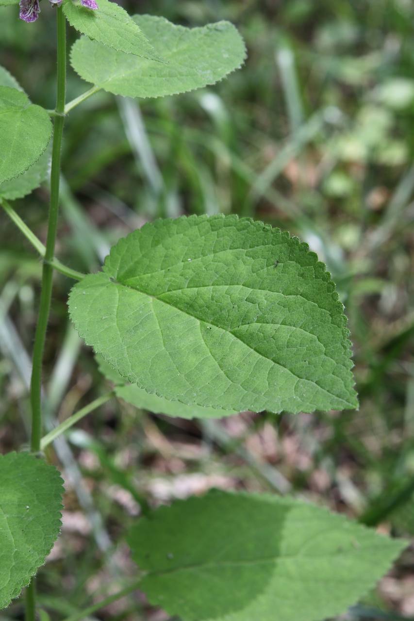 Photo of Heartleaf Hedgenettle