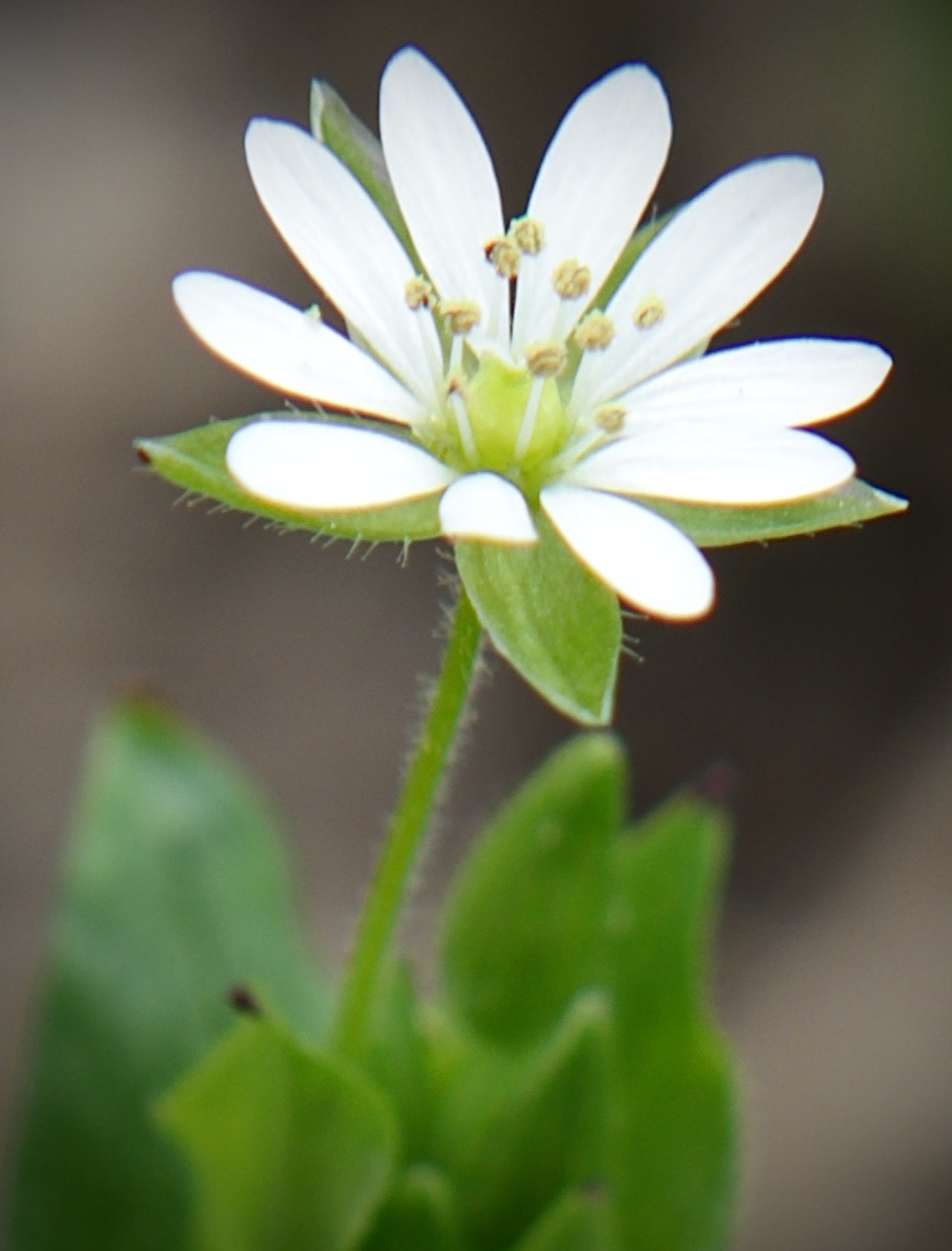 Photo of Common Chickweed
